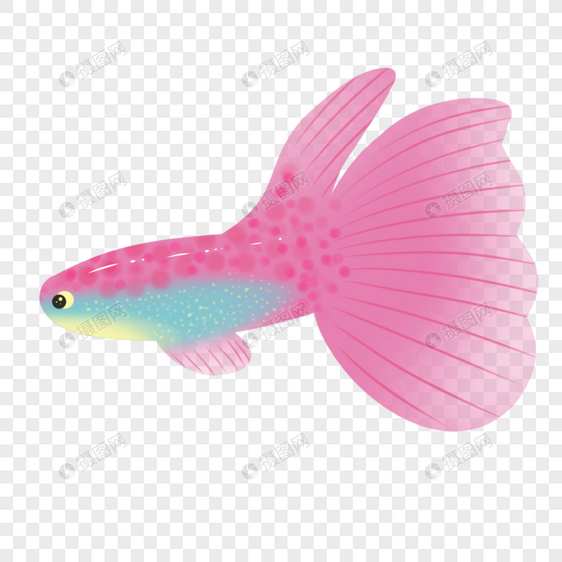 粉色热带鱼图片