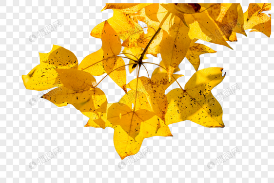 黄色树叶图片