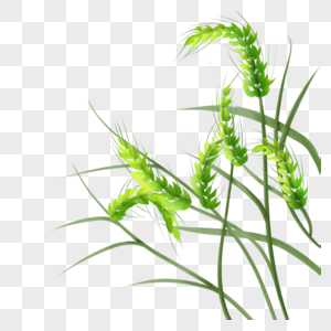 未成熟的麦子高清图片