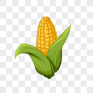 节气金色玉米图片