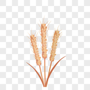 黄金小麦图片 黄金小麦素材 黄金小麦高清图片 摄图网图片下载