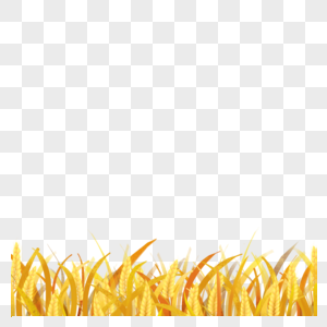 芒种手绘成熟稻子图片