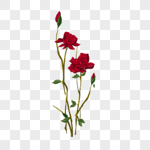 手绘红色花卉植物图片