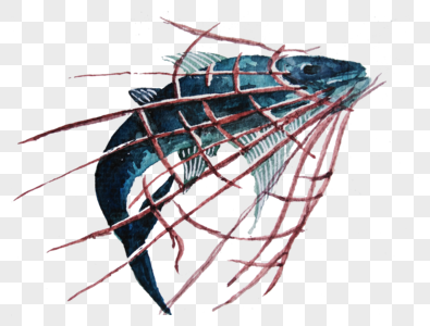 被束缚的鱼被束缚鱼高清图片