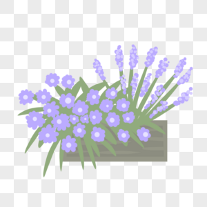 紫色小花盆栽图片