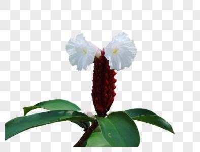 姜花图片 姜花素材 姜花高清图片 摄图网图片下载