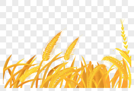 小麦穗稻田麦穗高清图片