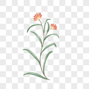 手绘花卉植物元素图片