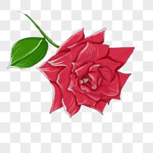 蔷薇花植物红蔷薇高清图片