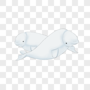 海洋动物白鲸高清图片