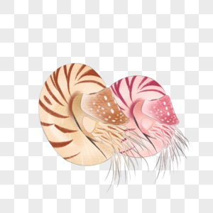 海洋动物海螺鹦鹉螺高清图片