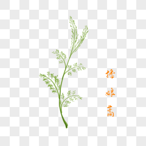 卡通药材播娘蒿插图图片素材