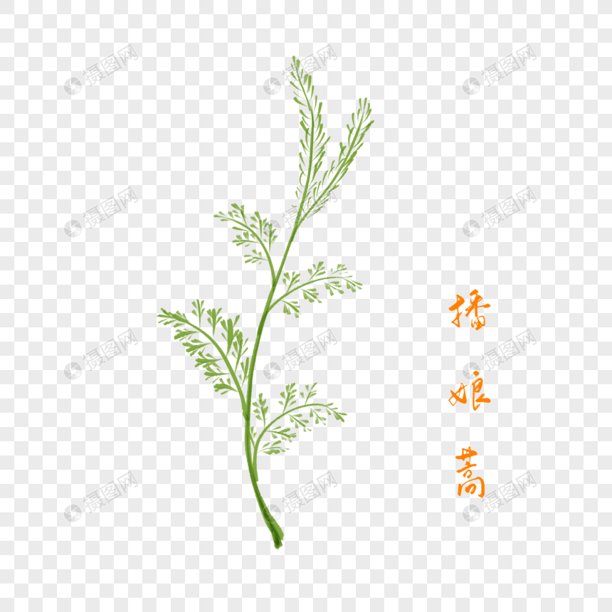 卡通药材播娘蒿插图