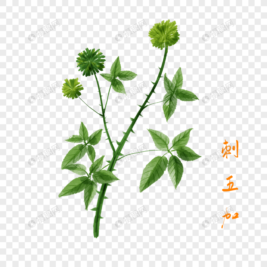 卡通药材刺五加插图
