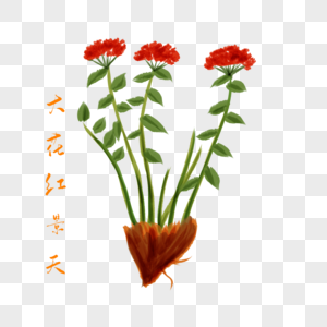 卡通植物大花红景天插图图片