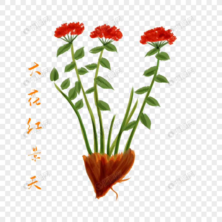 卡通植物大花红景天插图