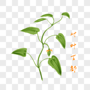 卡通药材蛇床子