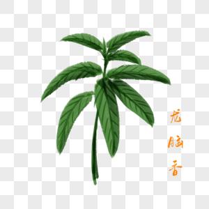 卡通药材龙脑香插图图片素材