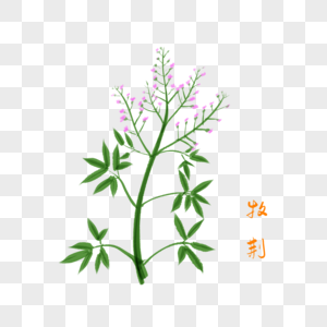 卡通药材牧荆插图图片