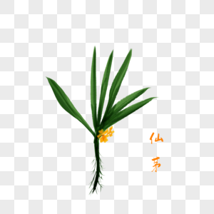卡通药材仙茅插图图片素材