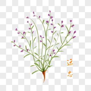 蓝天 小花卡通植物远志插图素材