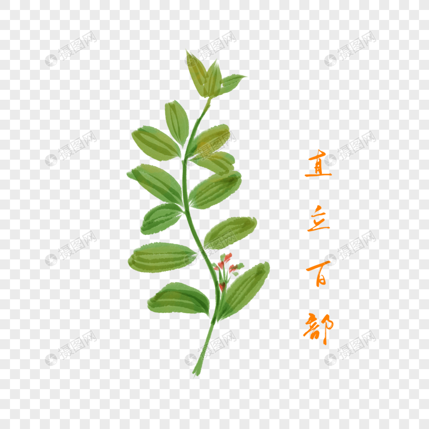 卡通药材直立百部插图
