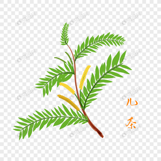 卡通植物儿茶插图图片