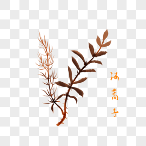 卡通药材榧插图图片
