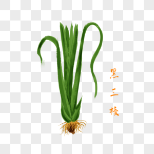 药材川牛膝图片_药材川牛膝素材图片大全_摄图网