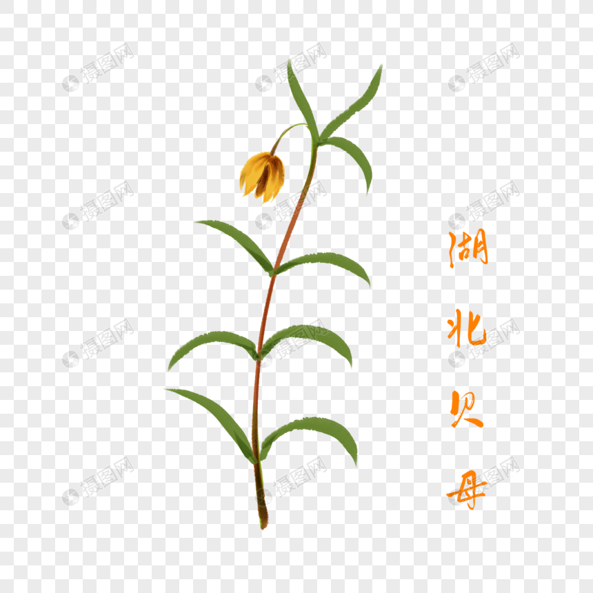 创意药材湖北贝母插图