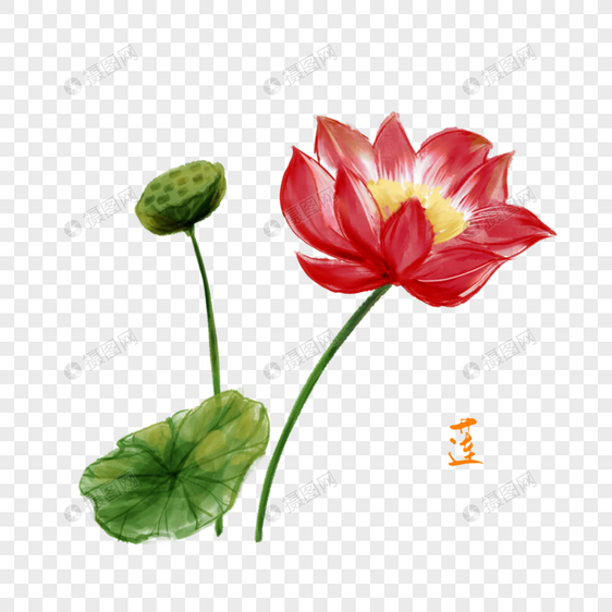 卡通植物莲花插图图片