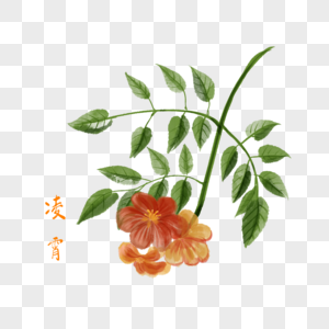 卡通药材凌霄插图图片