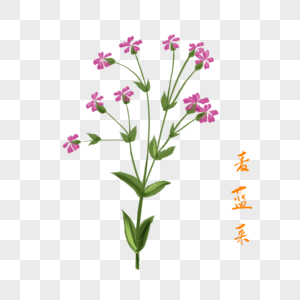 卡通药材麦蓝菜插图高清图片