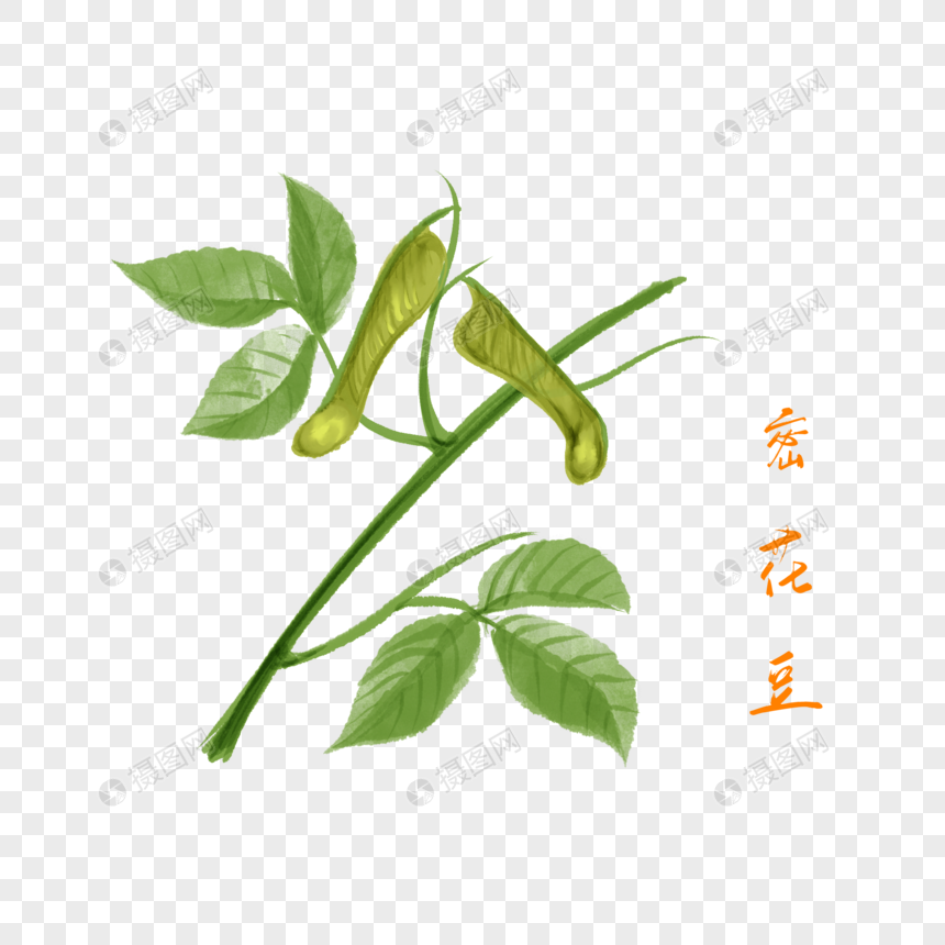 卡通药材密花豆插图元素素材下载 正版素材 摄图网 卡通药材密花豆插图元素素材下载 正版素材 摄图网