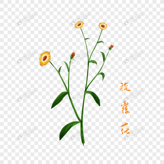 卡通药材旋覆花插图图片