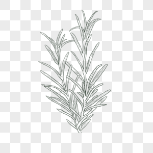 速写迷迭香素材