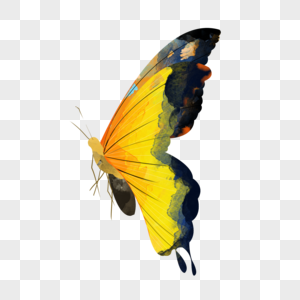 水彩动物蝴蝶黄色可爱插画元素手绘图片