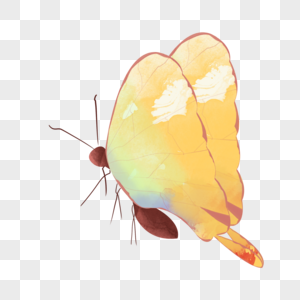 水彩动物蝴蝶浅黄色展翅飞插画元素手绘图片