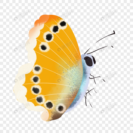水彩动物蝴蝶花翅插画元素手绘图片