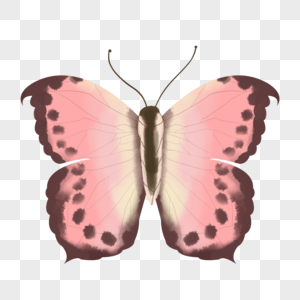 水彩动物蝴蝶双翅展开粉色插画元素手绘图片