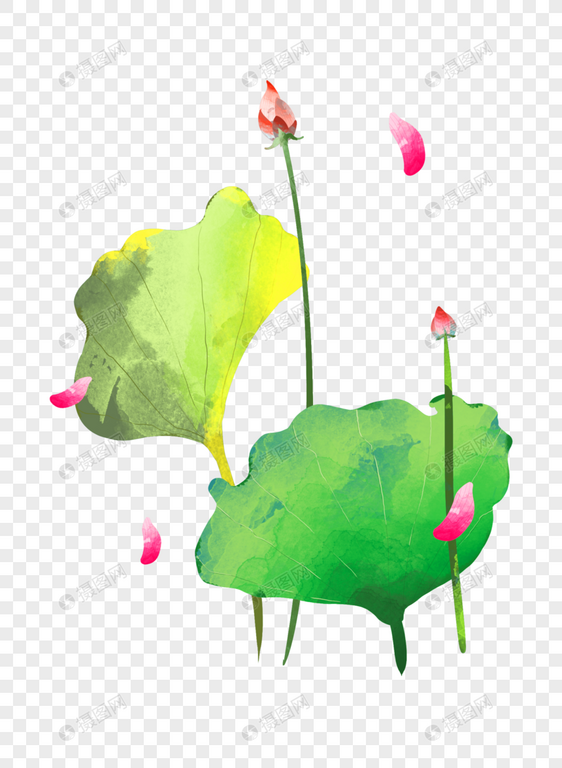 夏至荷花大片荷叶两个花苞插画元素手绘图片