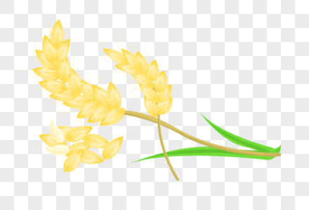 芒种金黄色小麦成熟麦穗颗粒插画元素手绘图片