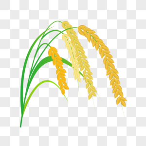 芒种水稻绿叶粮食成熟插画元素手绘图片