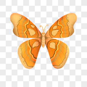 黄色蝴蝶昆虫图片