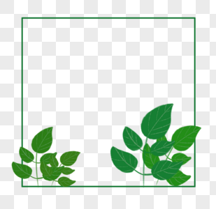 植物  绿叶图片