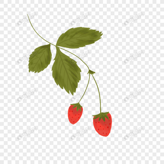 草莓花卉植物图片