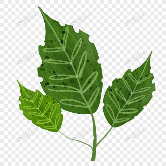 绿色叶片植物图片
