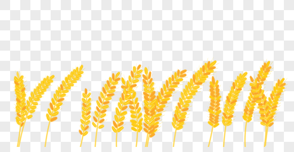 麦子麦穗图片