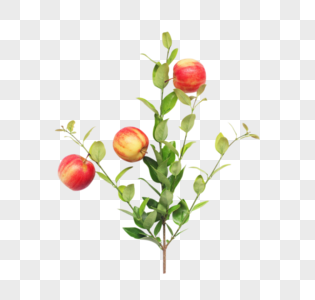 苹果树枝水果图片