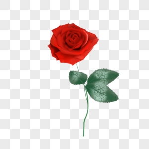 红玫瑰红色手绘红玫瑰高清图片